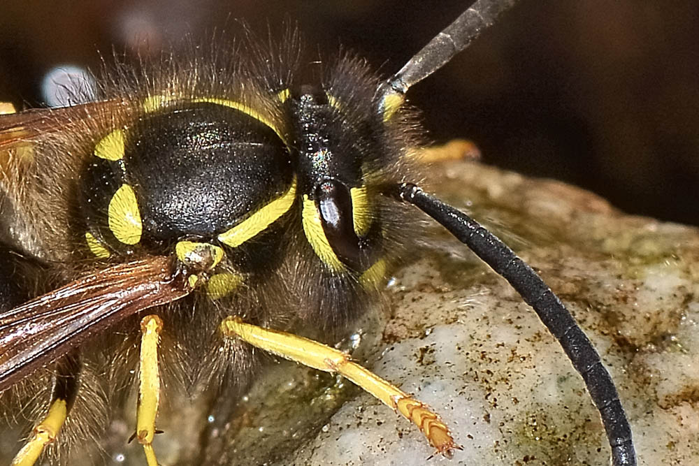 Vespula vulgaris